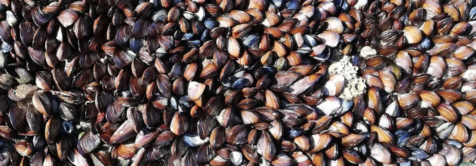 Generic representation of Biodiversity within species can be more important than biodiversity between species