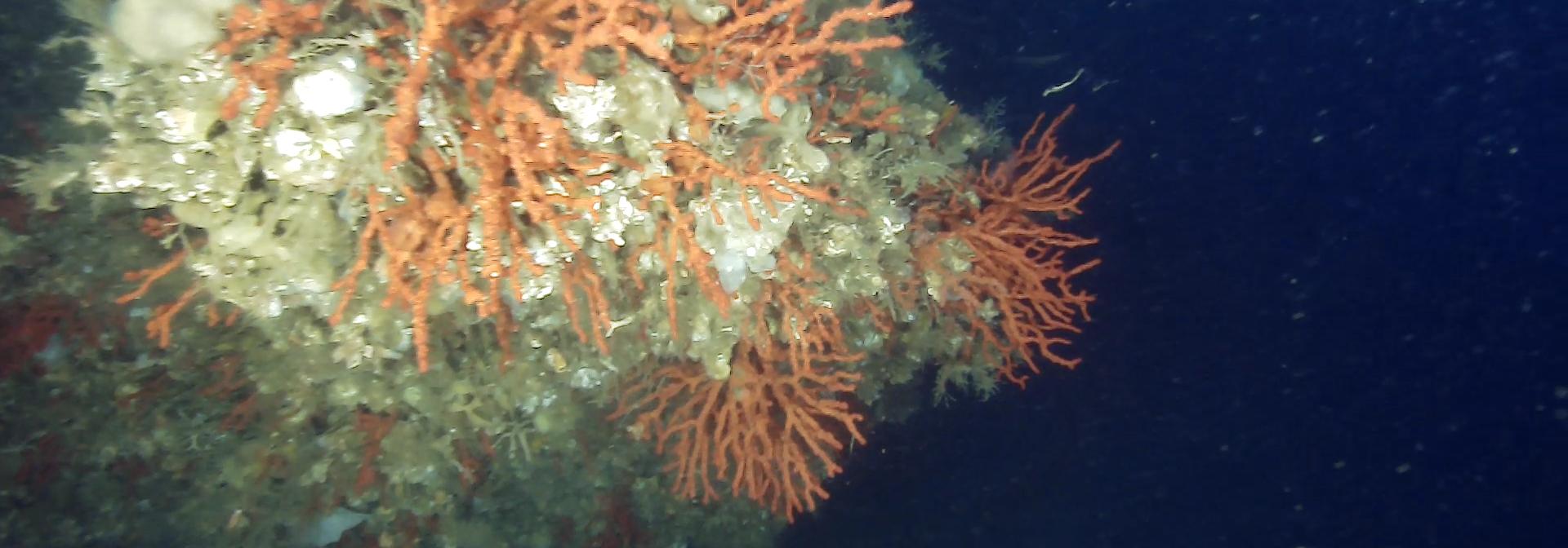 Generic representation of New protective measures announced for red coral