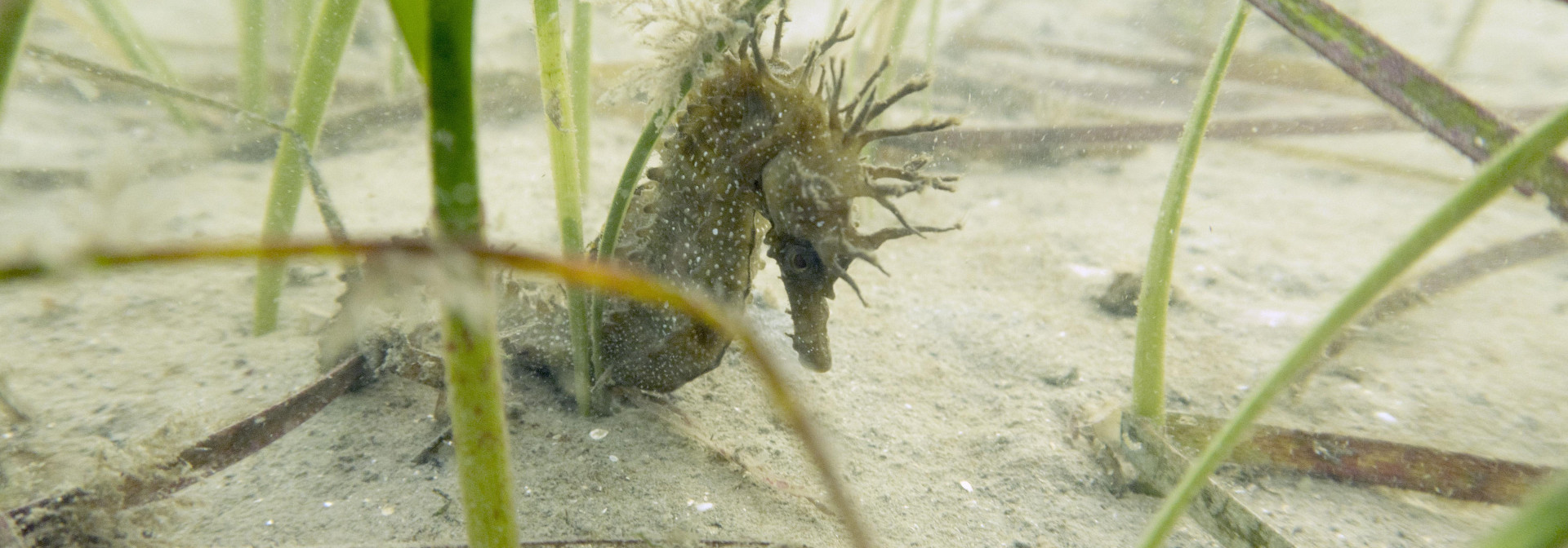 Generic representation of Pradarias marinhas do Sado juntam investigadores e ministro do Mar