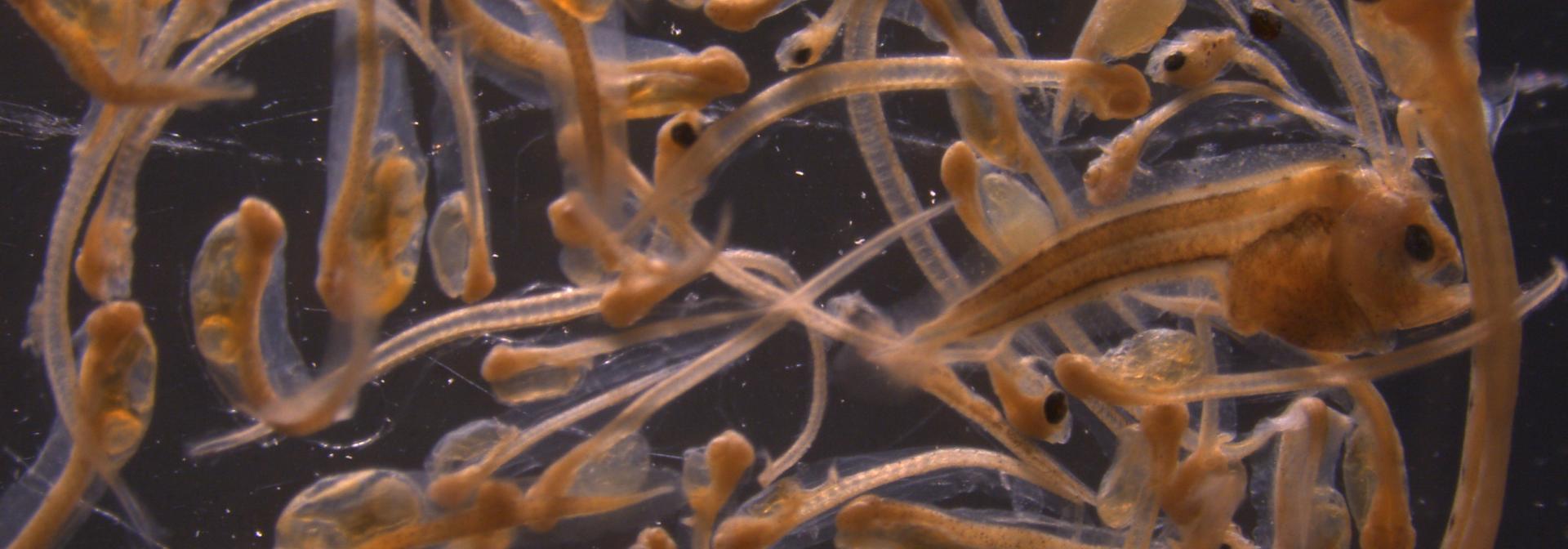 Generic representation of Does variability in fish larvae behaviour affect the selection of their nursery habitat?