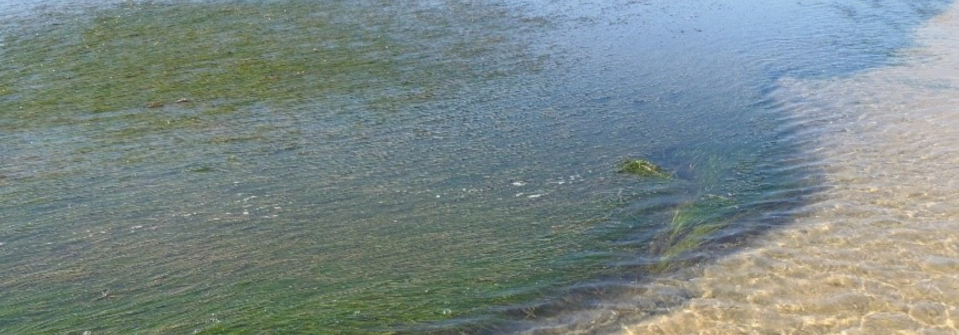 Aspeto das pradarias de Zostera marina em Portugal durante a maré baixa no verão (Créditos: Ana Alexandre – CCMAR)