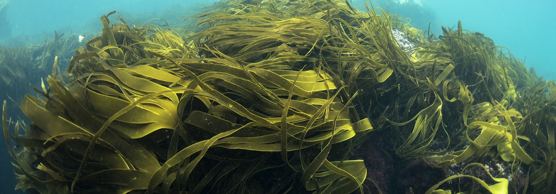 Generic representation of Cientistas analisam habitats críticos e biodiversidade e propõem medidas para reverter declínio