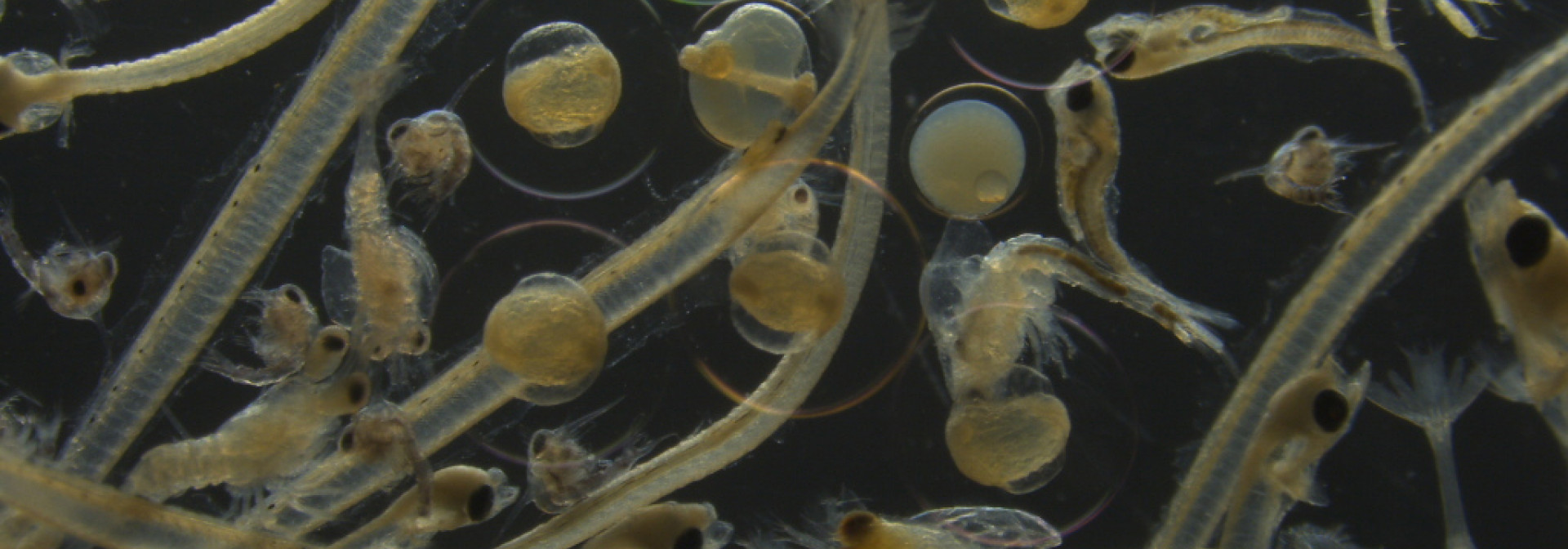 Generic representation of Understanding how zooplankton responds to sudden environmental change