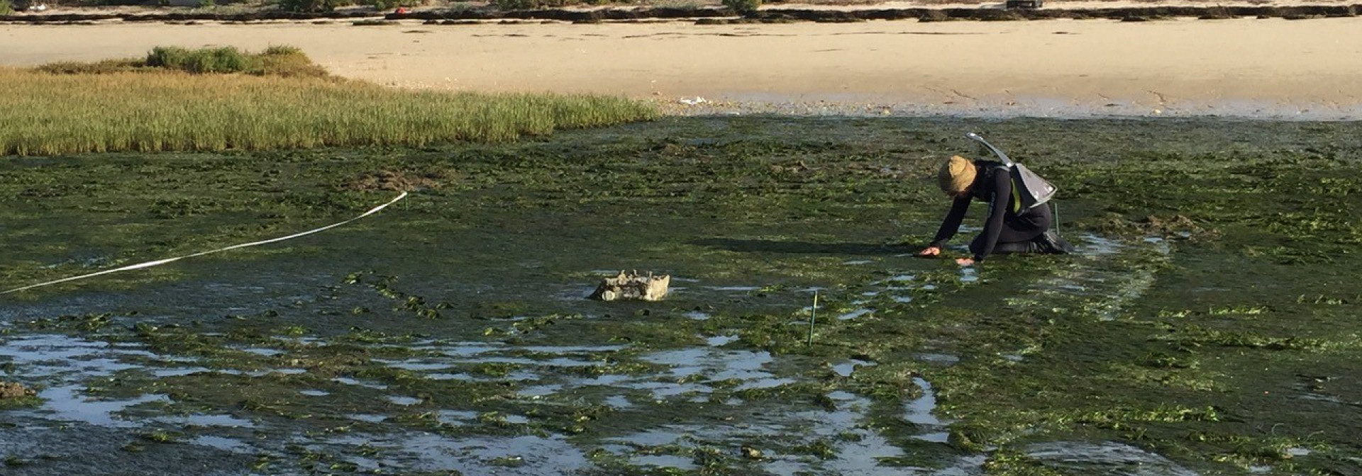 Generic representation of Plastic accumulation in seagrass meadows and saltmarshes