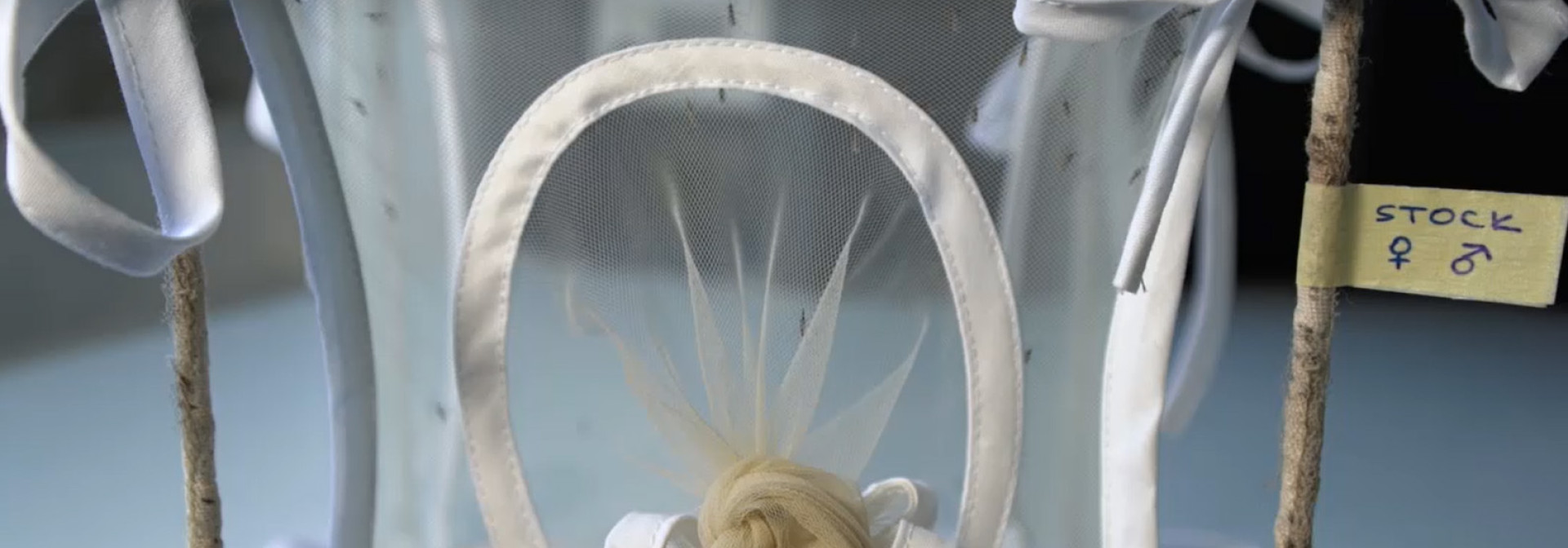 Generic representation of Spotlight: A Blood-Free Diet to Rear Anopheline Mosquitoes