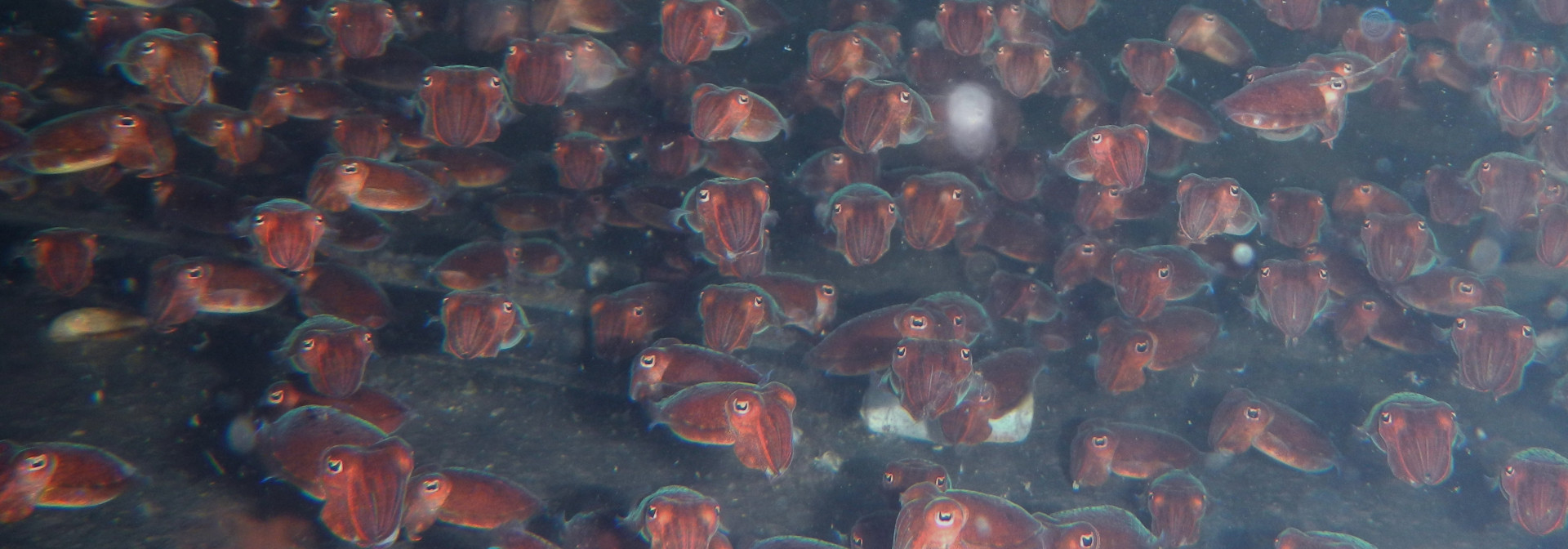 Generic representation of Spotlight: Cuttlefish Zootechnology Control Improved Productivity to Pre-Industrial