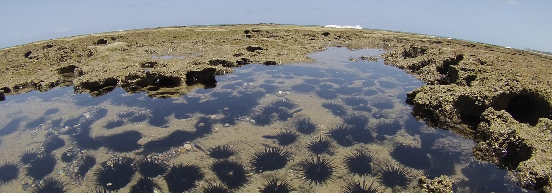 Generic representation of Spotlight: Biodiversity of intertidal food webs in response to warming across latitudes