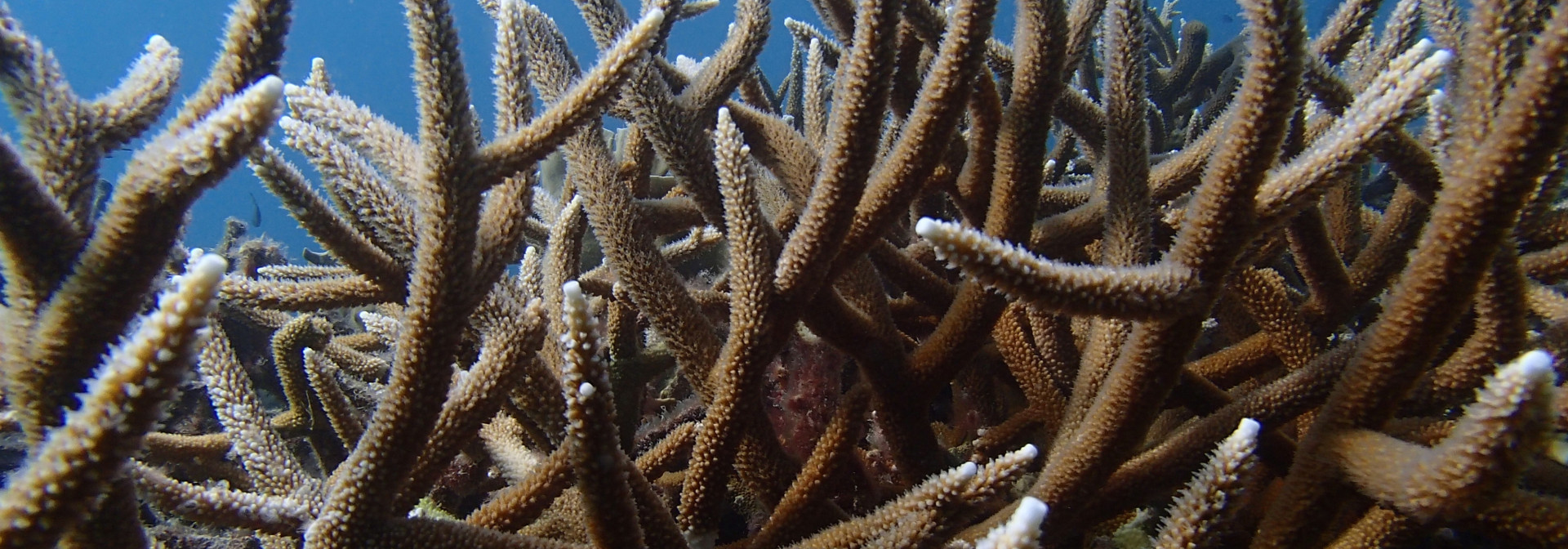 Generic representation of Pedro Frade talks about the effect of sunscreens on corals in a Vogue report