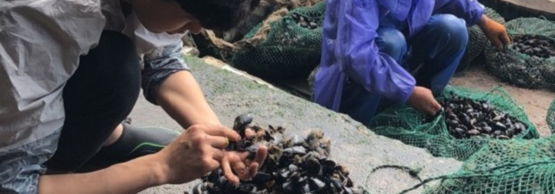 Generic representation of CCMAR researchers went to Shanghai to study mussels