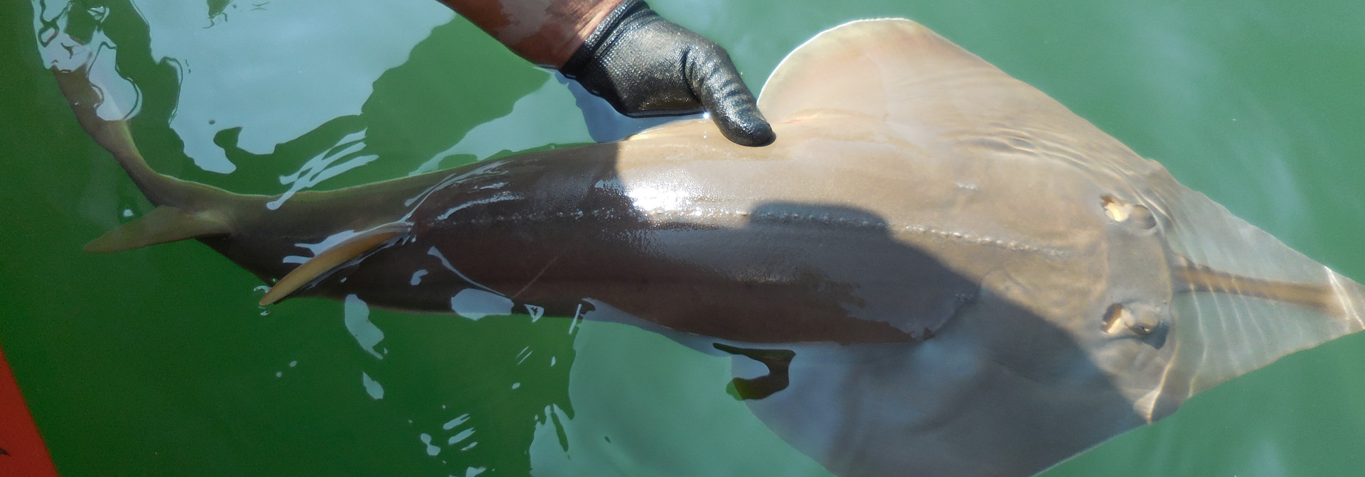 Generic representation of Rare guitarfish captured in Ria Formosa