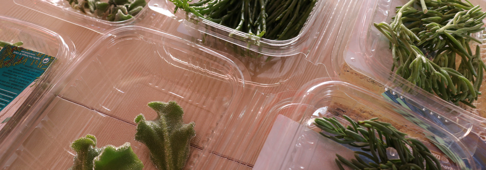 Generic representation of CCMAR was specially selected to participate in the European Knowledge Hub about Food and Nutrition Security