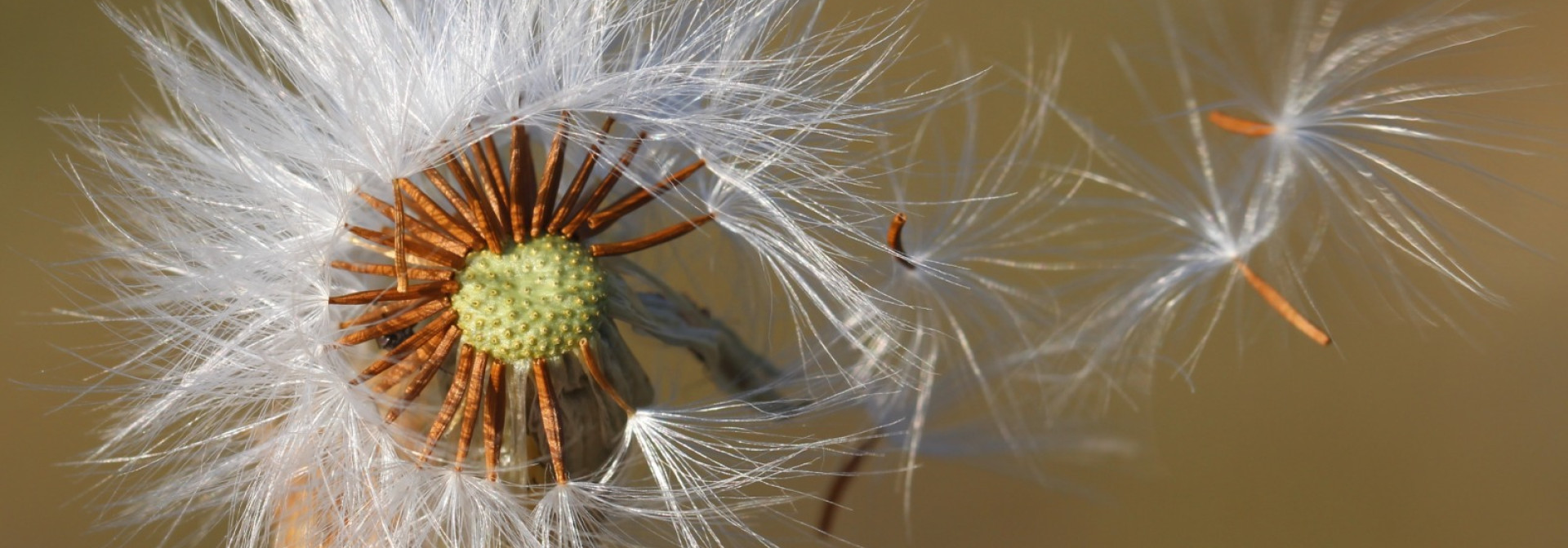 1º  prize: João Neiva , Gone with the wind I