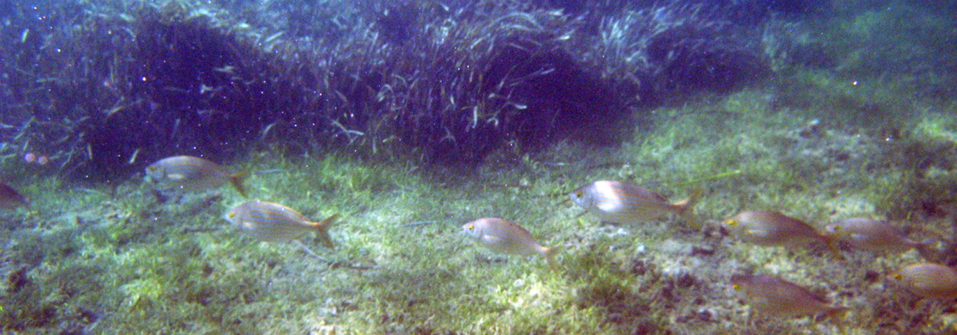 Photo credits: Rosa Chefaoui (CCMAR, 2018)