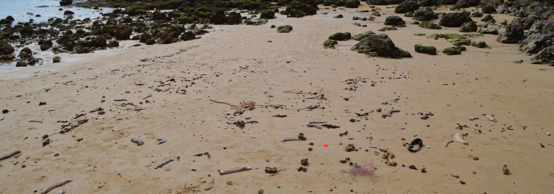 Generic representation of Cientistas salvam corais após tempestades e pedem a sua ajuda