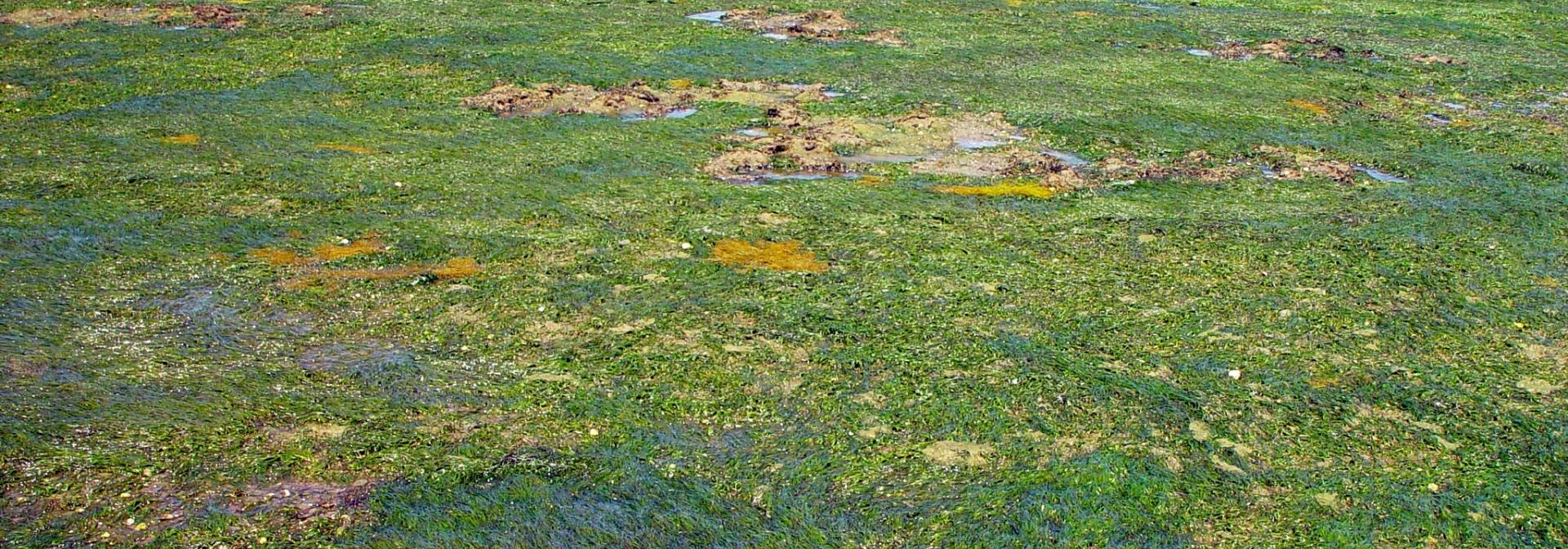 Generic representation of Ervas marinhas captam mais nutrientes do que algas na Ria Formosa