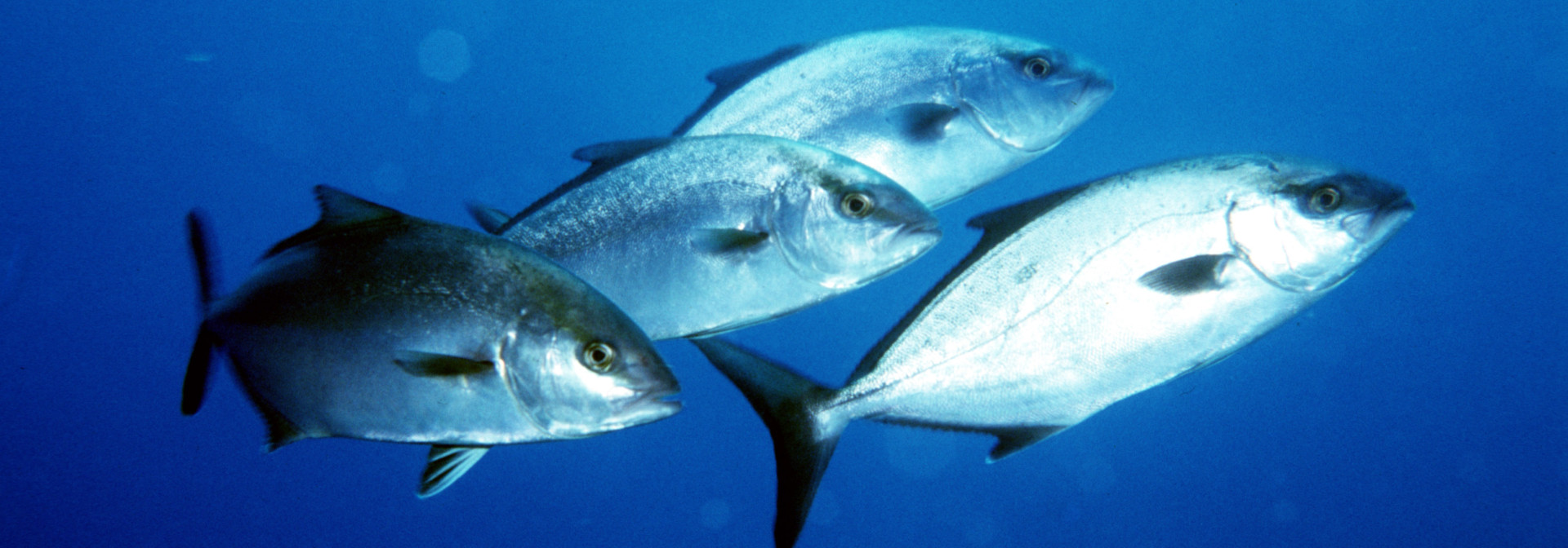 Generic representation of Descobertos estados emocionais em peixes