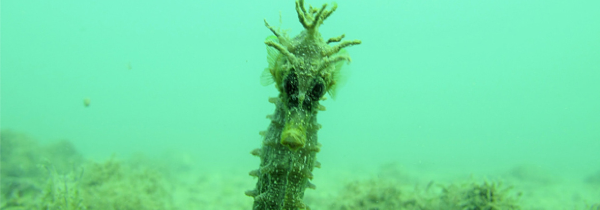 Generic representation of Cientistas do CCMAR são consultores científicos de livro alemão sobre o Algarve