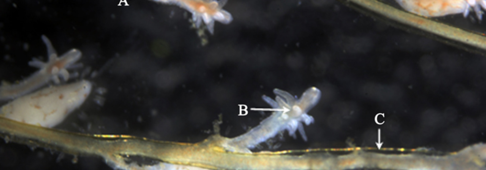 Generic representation of Nova espécie invasora detetada no estuário do Guadiana