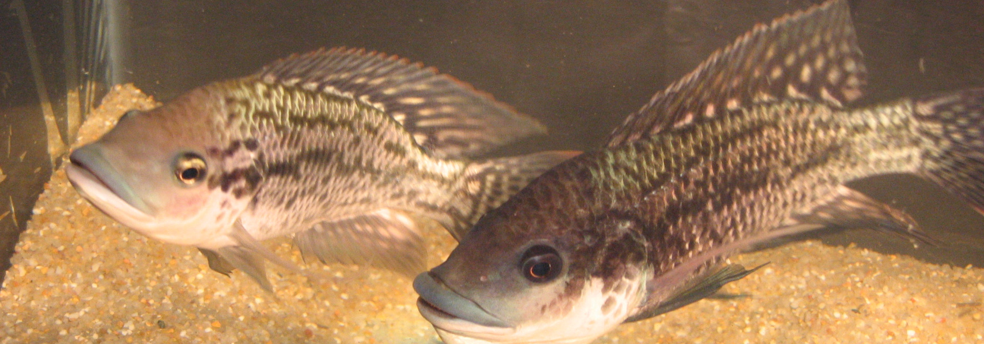 Generic representation of Peixes usam sinais químicos na urina para resolver disputas e excitar rivais