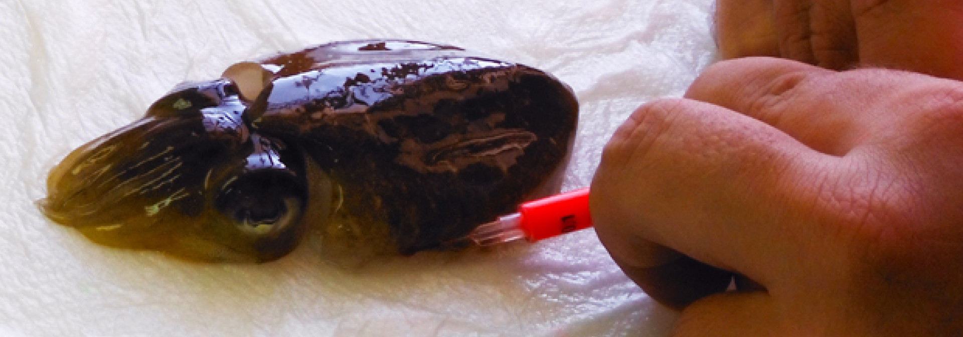 Generic representation of CCMAR usa novas ferramentas para aperfeiçoar reprodução de choco