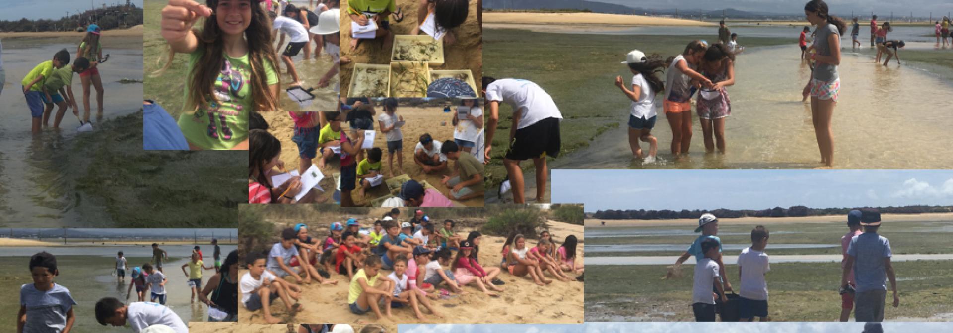 Generic representation of CCMAR desenvolve atividades em escolas da Culatra no âmbito do projeto ADOPTE uma pradaria marinha