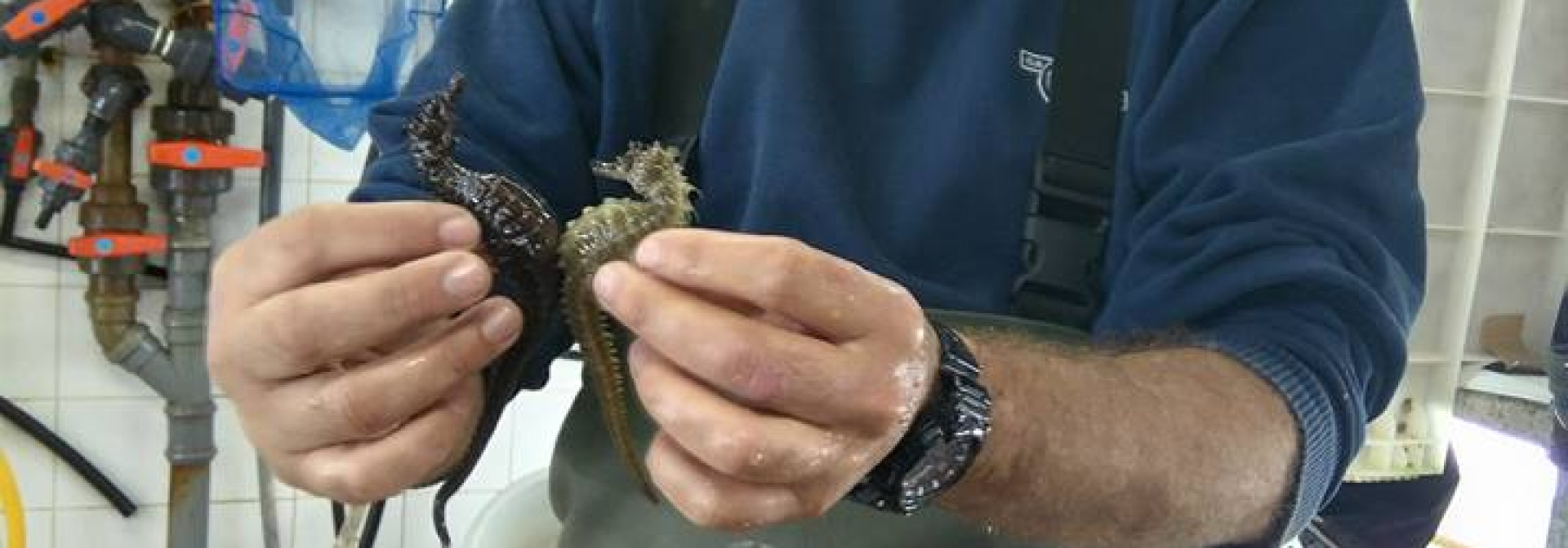 Generic representation of CCMAR @t media: Cientistas não sabem se Ria ainda é santuário do cavalo-marinho