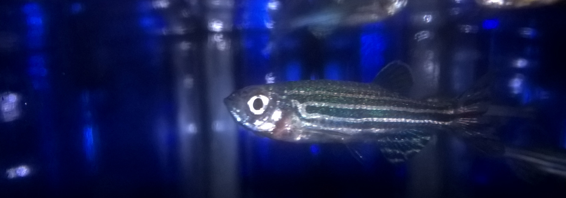 Generic representation of CCMAR @t media: Os peixes podem ajudar a combater a osteoporose?