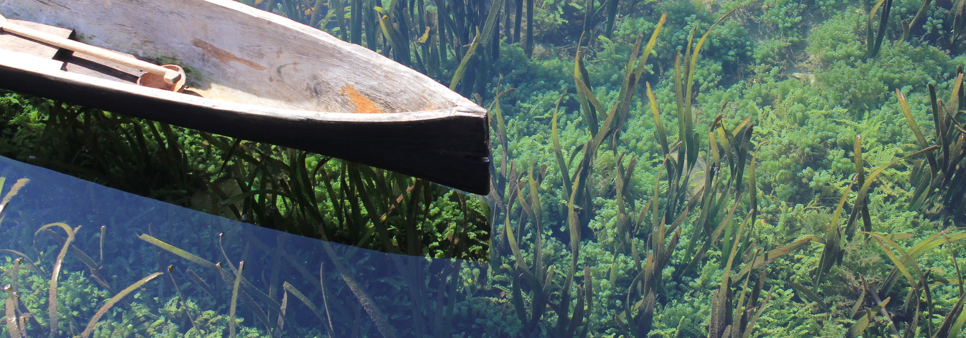 Generic representation of  Investigadores do CCMAR descobrem nova microalga para produção de biodiesel