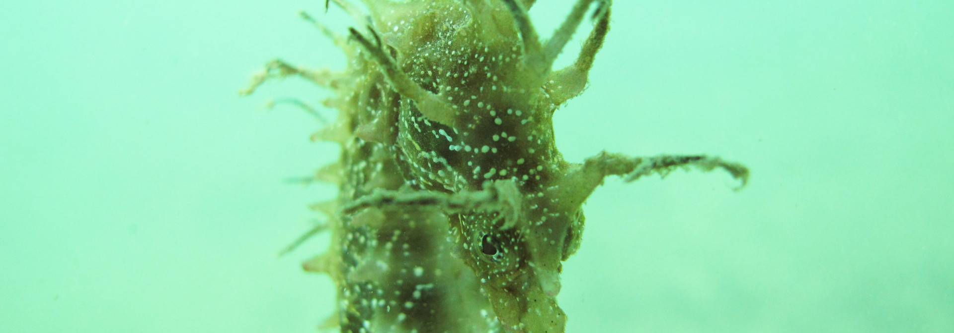 Generic representation of Cientistas alertam para a vulnerabilidade de cavalos marinhos da Ria Formosa