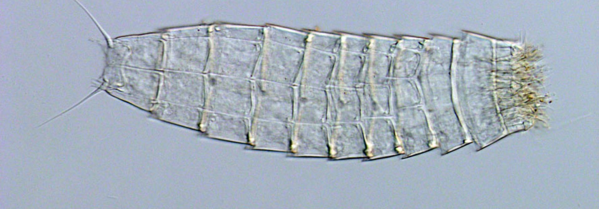 Generic representation of Nova espécie para a ciência identificada na costa algarvia