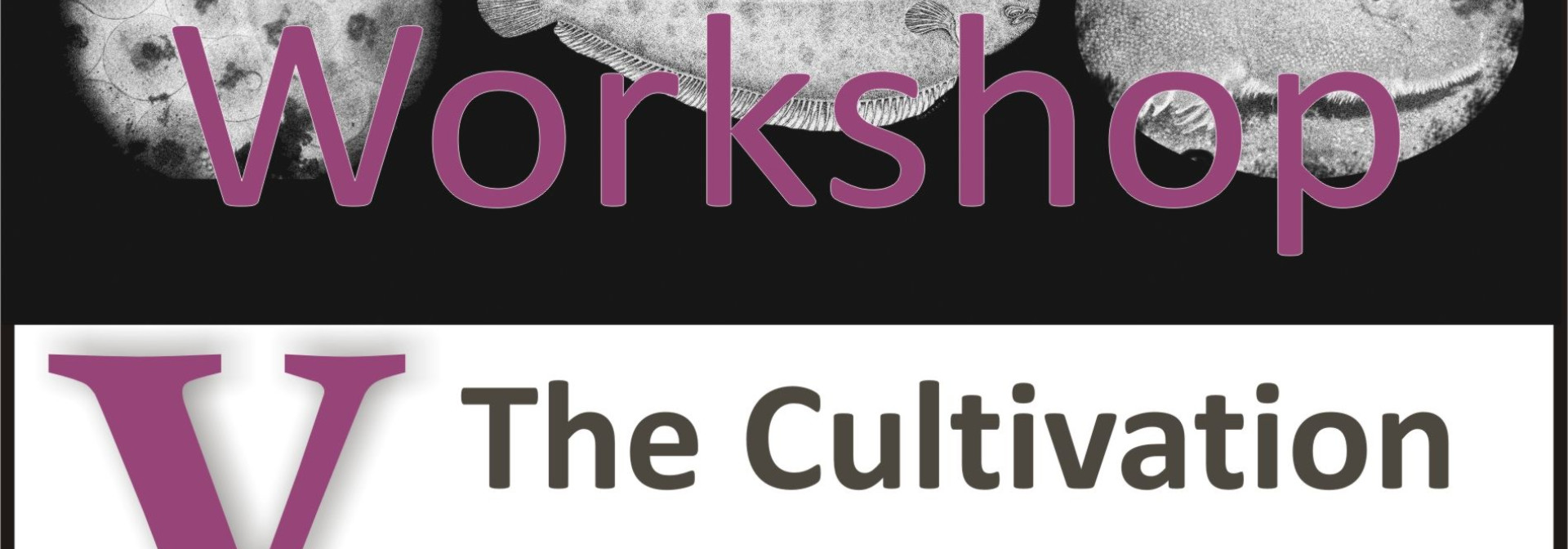 Generic representation of The Cultivation of Soles V