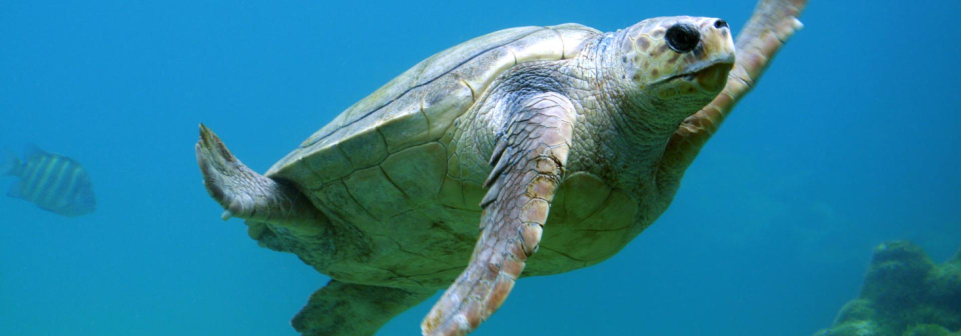 Generic representation of ATT: Ecology and biodiversity of sea turtle breeding grounds on São Tomé Island