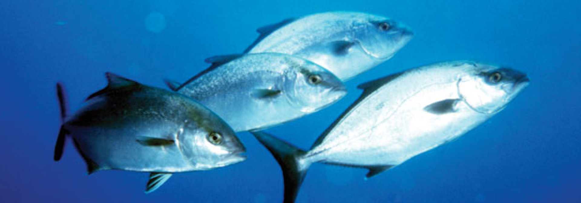 Generic representation of ICES WGAGFM: Working Group on the Application of Genetics in Fisheries and Mariculture