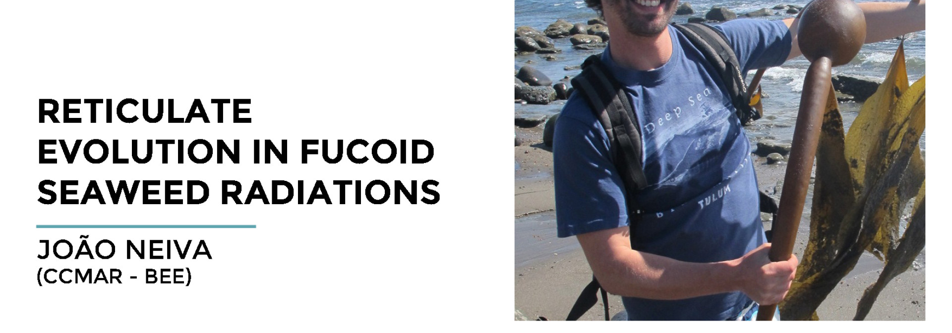 Generic representation of Reticulate evolution in fucoid seaweed radiations