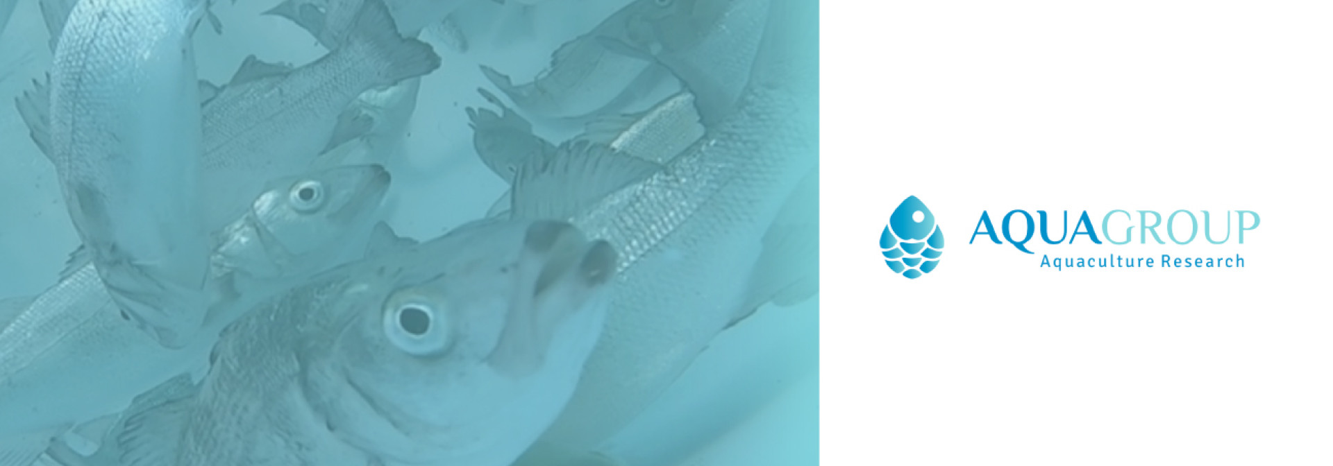 Generic representation of Workshop Projetos Allyfish e Welfish