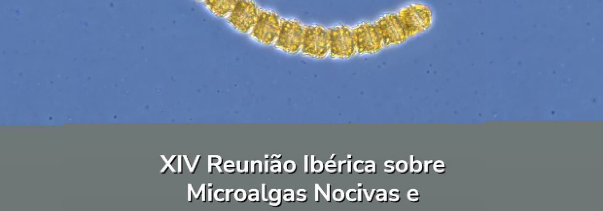 Generic representation of XIV Reunião Ibérica sobre Microalgas Nocivas e Biotoxinas Marinhas