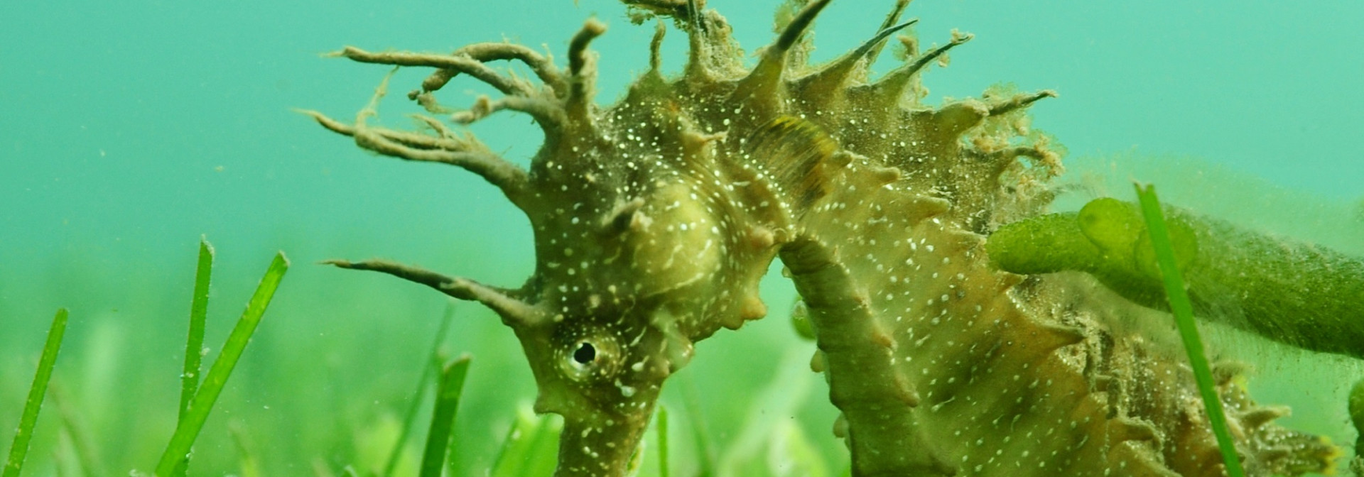 Generic representation of Nas pradarias de ervas marinhas todos os cavalos são marinhos