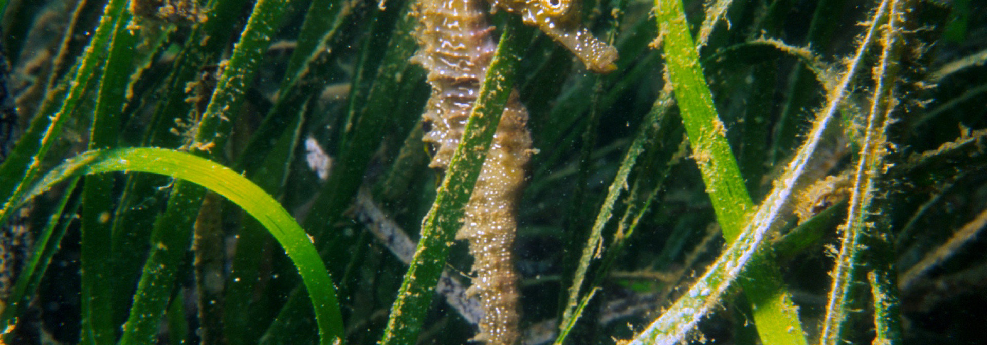 Generic representation of Nas pradarias de ervas marinhas todos os cavalos são marinhos (2ª edição)