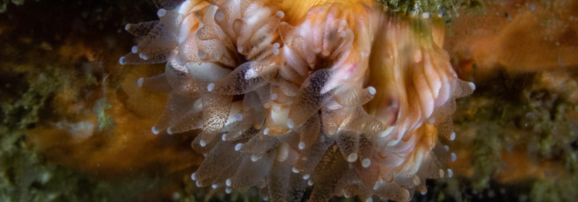 Bathycyathus chilensis, azooxantelado solitario, Los Molles