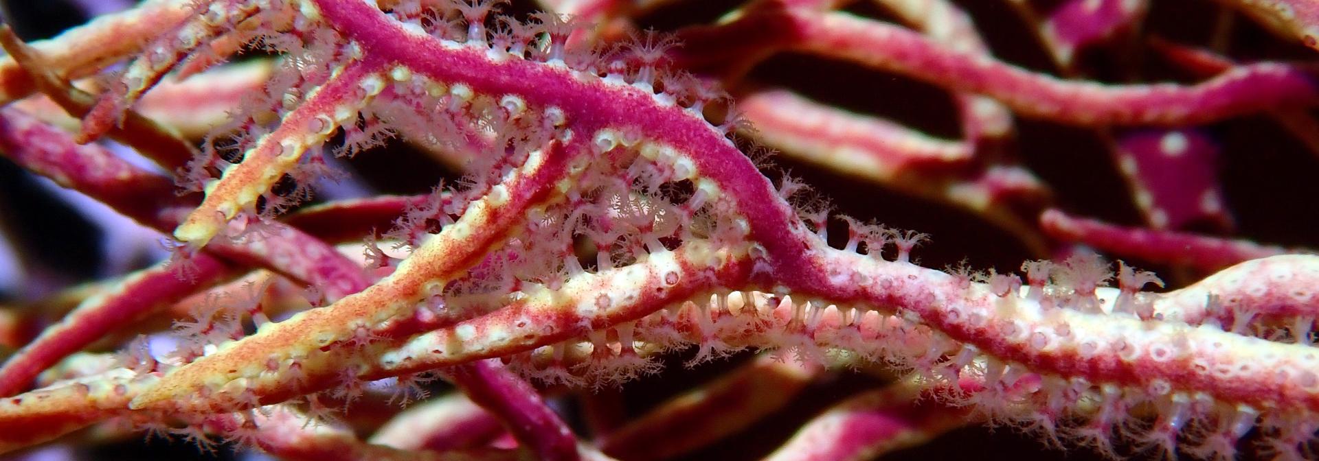 Generic representation of CORALforests