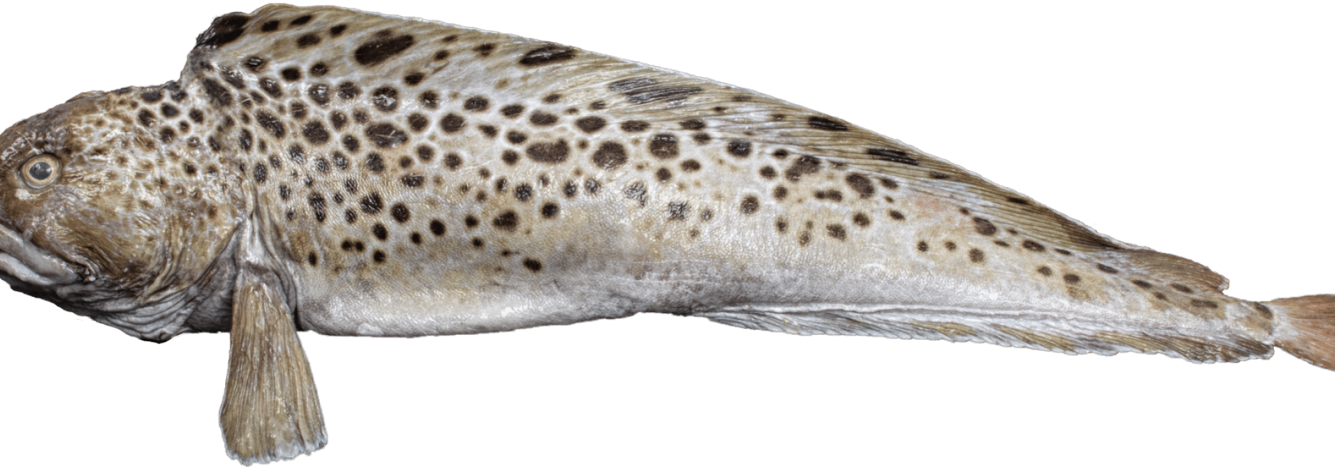 Spotted wolffish