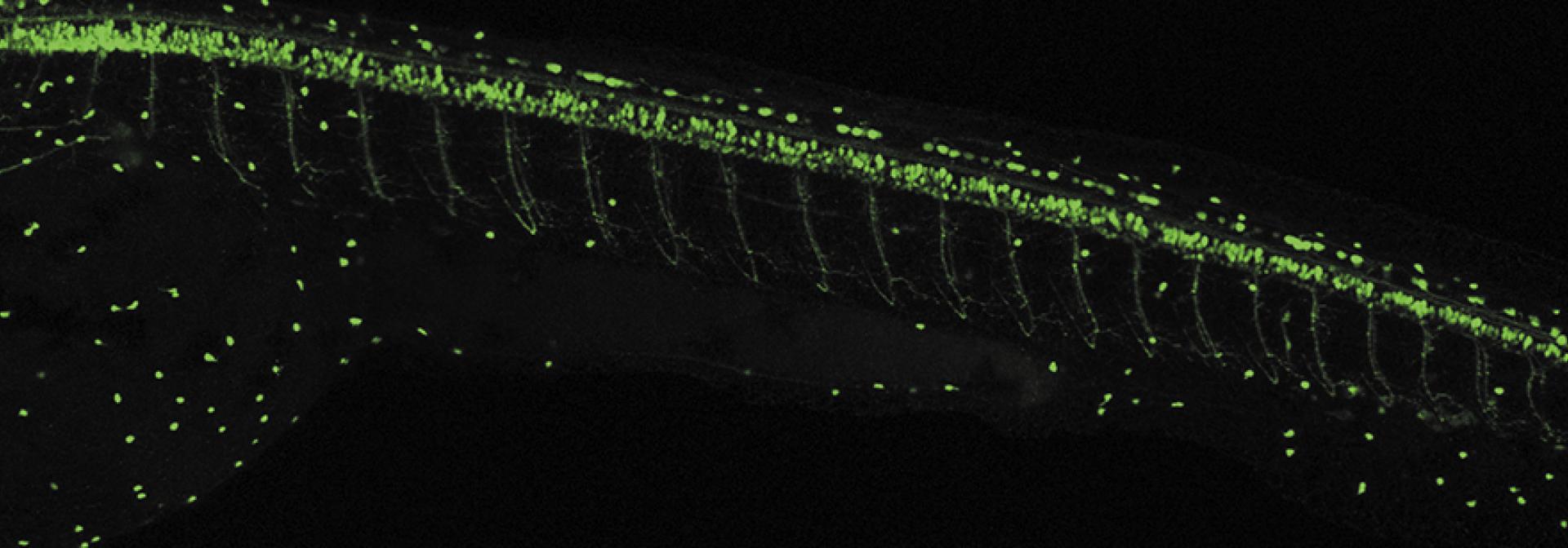 Generic representation of InforBiomares