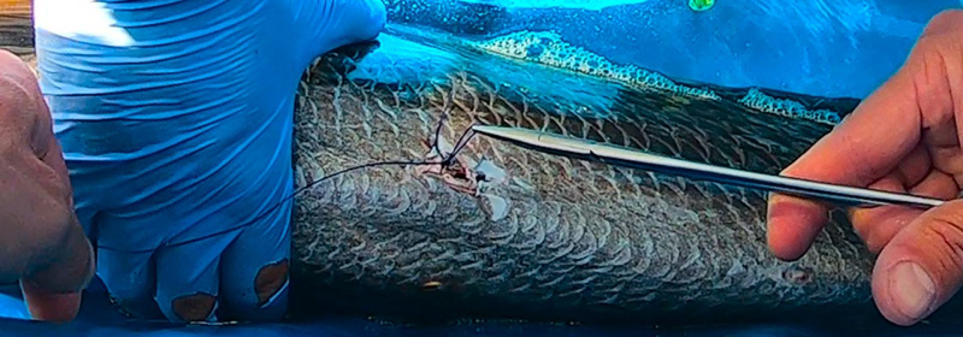 Generic representation of BECORV