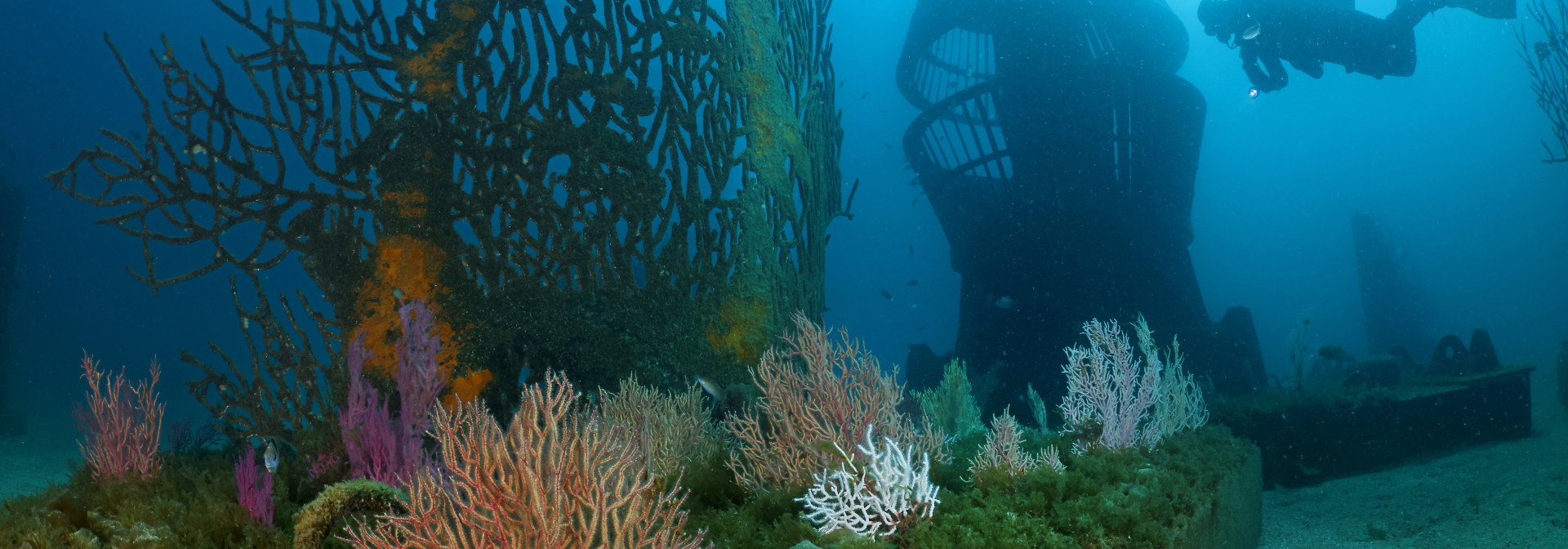 Gorgonian sculpture with corals rescued from bycatch