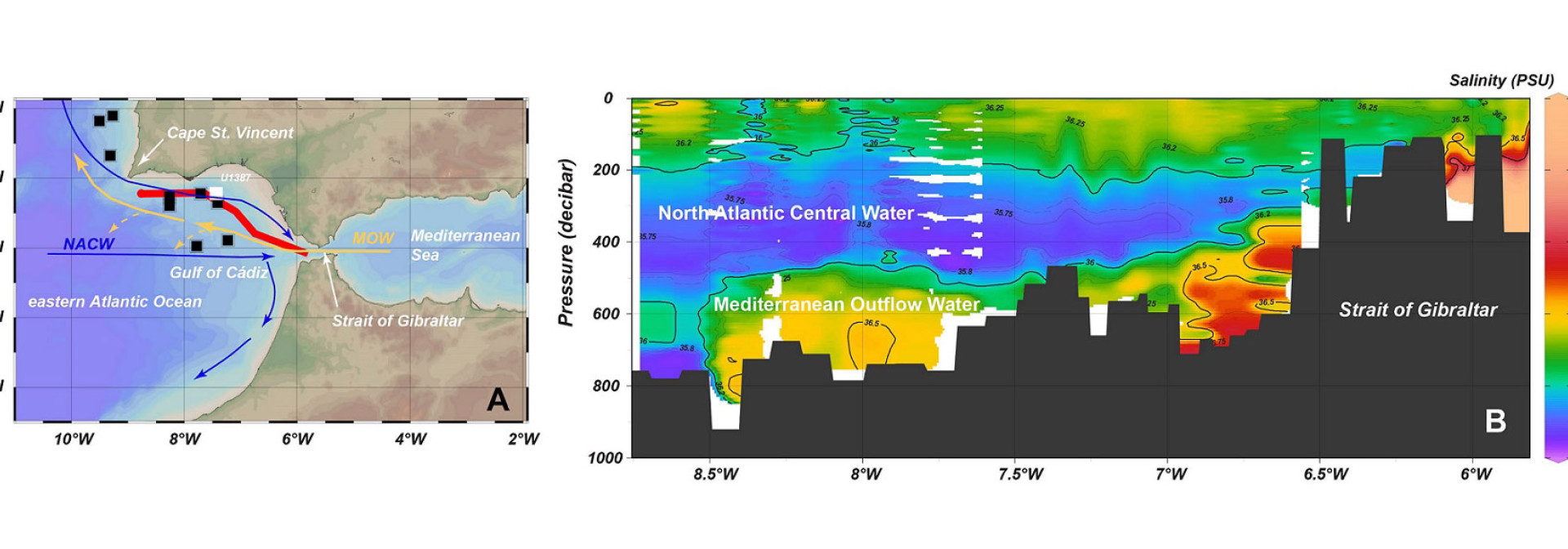 Salinity transect of MOW