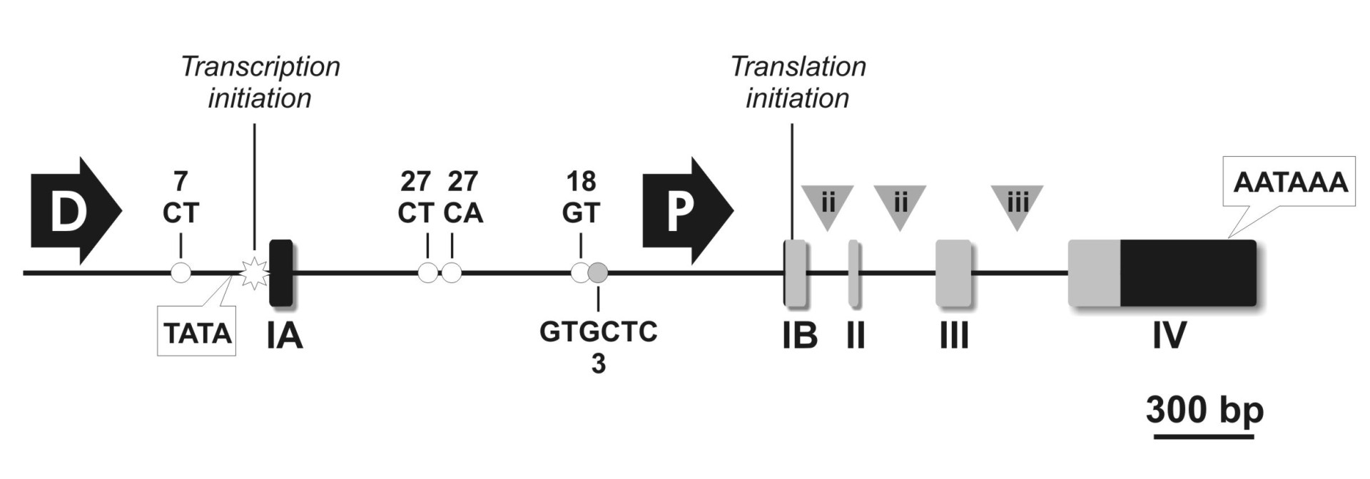MGP gene structure