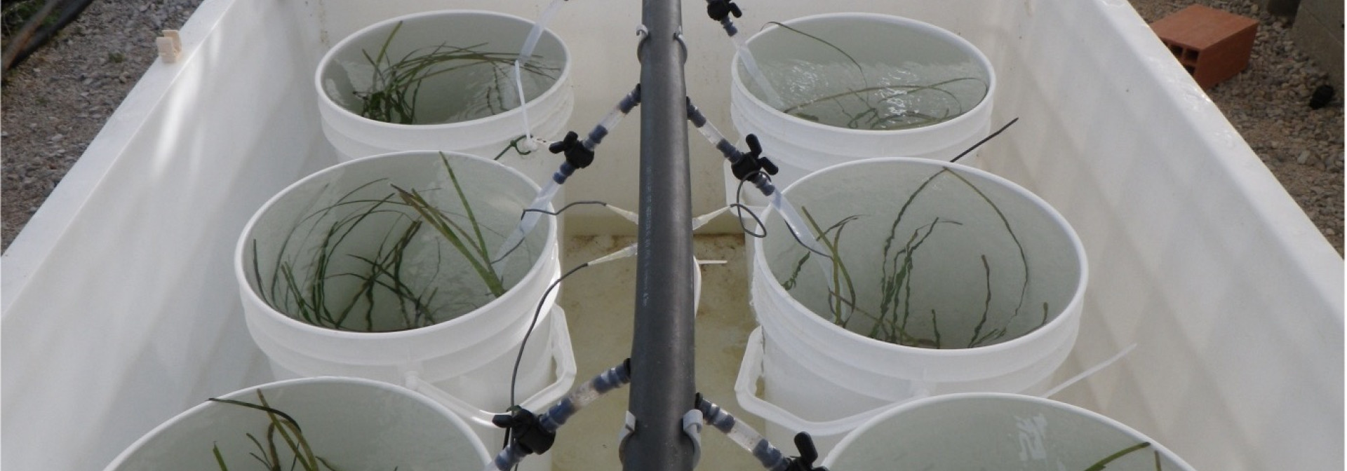 Mesocosm experiment
