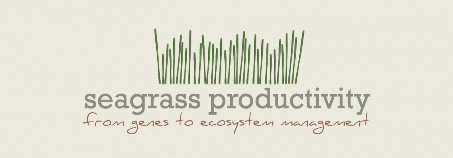 seagrass productivity