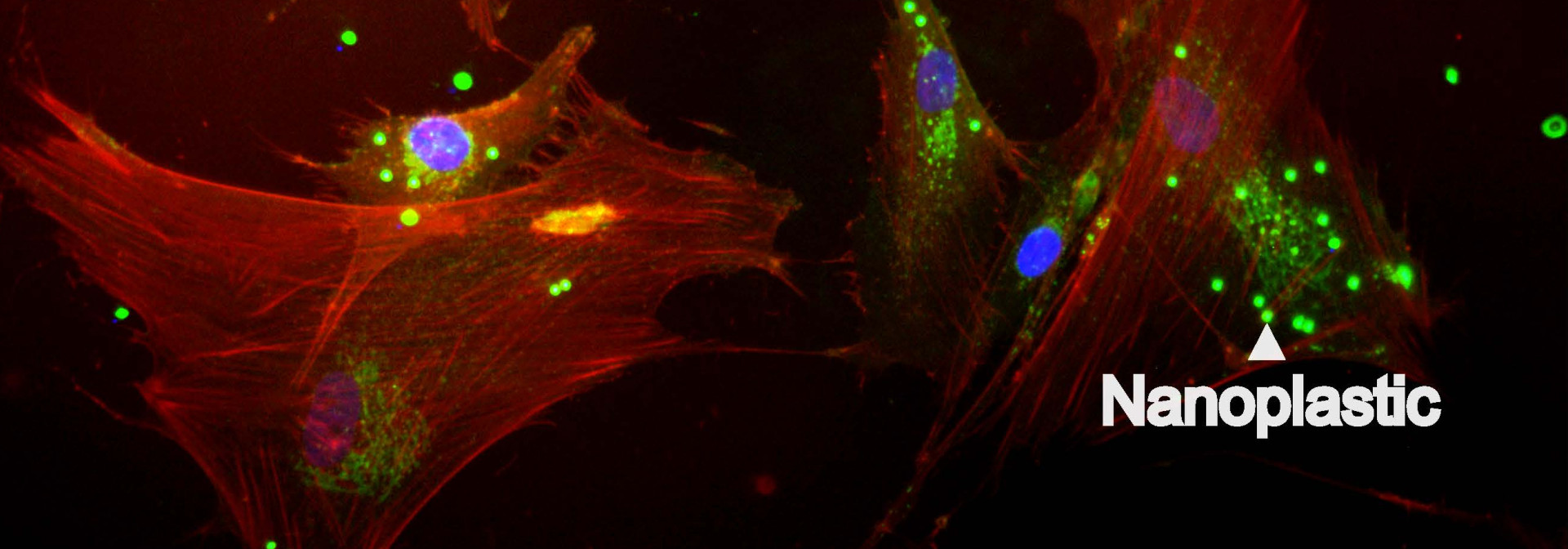 New Study Reveals Effects Of Nanoplastics On Skin Cells CCMAR New Study Reveals Effects Of Nanoplastics On Skin Cells CCMAR
