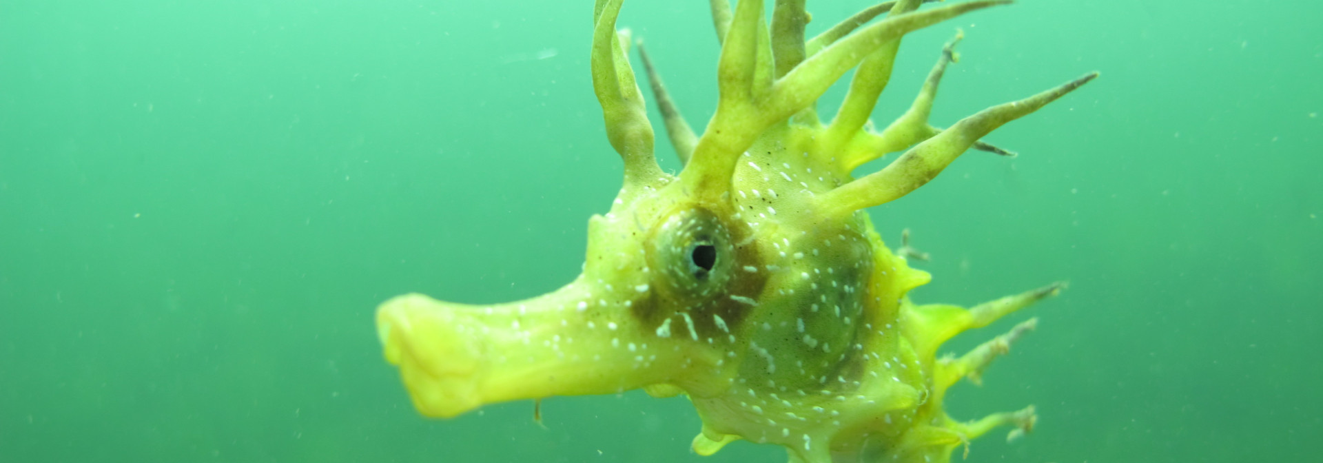 Cavalo-marinho de focinho comprido (Hippocampus guttulatus)